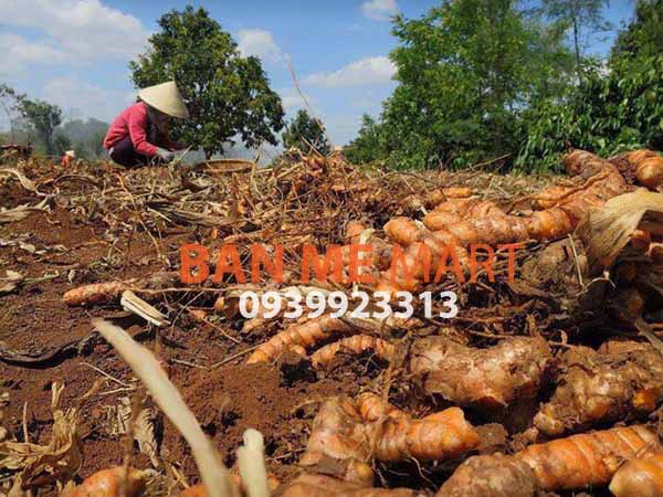 tinh-bot-nghe-nguyen-chat-ban-me-mart-180923-02